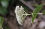 Wild hydrangea